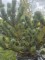 Afbeelding Grillige dwergvorm Oostenrijkse Den - Pinus nigra Oregon Green