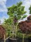 Afbeelding Zevenzonenboom - Heptacodium miconioides