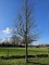 Afbeelding Haagbeuk - Carpinus Betulus