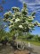 Afbeelding Japanse Grootbloemige Kornoelje - Cornus kousa Chinensis