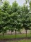 Afbeelding Amberboom - Liquidambar styraciflua