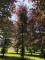 Afbeelding Rode beuk - Fagus sylvatica 'Atropunicea'