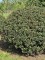 Afbeelding Volwassen bol van blauwe hulst - Ilex meserveae 'Blue Angel'