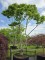 Afbeelding Zevenzonenboom - Heptacodium miconioides