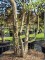 Afbeelding Kurkeik - Quercus Suber