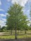 Afbeelding Katsuraboom of koekjesboom - Cercidiphyllum japonicum