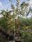Afbeelding Meerstammige lijsterbes - Sorbus 'Joseph Rock'
