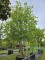 Afbeelding Hollandse Linde, Meerstammige Koningslinde - Tilia x europaea 'Pallida'