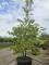 Afbeelding Zakdoekjesboom - Davidia involucrata