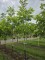 Afbeelding Pecannoot - Carya illinoinensis 'Wichita'