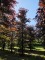 Afbeelding Rode beuk - Fagus sylvatica 'Atropunicea'