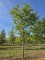 Afbeelding Krentenboompje - Amelanchier lamarckii