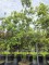 Afbeelding Steeneik - Quercus ilex