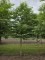Afbeelding Storaxboom - Styrax japonicus