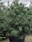 Afbeelding Japanse Witte Den - Pinus parviflora 'Schoon's Bonsai'