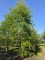Afbeelding Groene Beuk - Fagus sylvatica