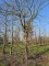 Afbeelding Veldesdoorn - Acer campestre