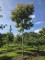Afbeelding Zevenzonenboom - Heptacodium miconioides