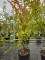 Afbeelding roodpaarse indische sering - Lagerstroemia indica 'Benoit'