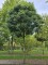 Afbeelding Valse Christusdoorn, bolvorm - Gleditsia triacanthos ‘Elegantissima’