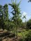 Afbeelding Pruimenboom met blauwe lekkere pruimen - Prunus domestica d' Althan