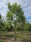 Afbeelding Zwarte noot - Juglans Nigra