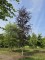 Afbeelding Rode beuk met dieprood blad - Fagus sylvatica 'Riversii'