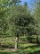 Afbeelding Olijfboom - Olea europaea