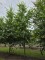 Afbeelding Krimlinde - Tilia x europaea 'Euchlora'