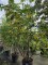 Afbeelding vleugelnoot - Pterocarya Fraxinifolia