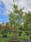 Afbeelding Perzisch IJzerhout - Parrotia persica