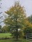 Afbeelding Groene Beuk - Fagus sylvatica