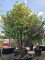 Afbeelding Camellia japonica - Camellia japonica