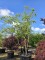 Afbeelding Winterbloeiende sierkers - Prunus x Subhirtella 'Autumnalis'