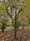 Afbeelding Klimboom Plataan meerstam vormboom - Platanus x hispanica