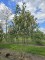 Afbeelding Laurierkers 'Caucasica' - Prunus laur. Caucasica