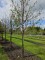 Afbeelding Tibetkers - Prunus serrula