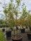 Afbeelding Krentenboom meerstam - Amelanchier lamarckii