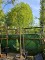 Afbeelding Treurende Japanse Honingboom - Sophora Japonica 'Pendula'