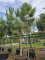 Afbeelding Zeeden - Pinus Pinaster