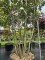 Afbeelding Steeneik - Quercus ilex