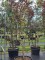 Afbeelding Japanse Esdoorn - Acer palmatum 'Bloodgood'