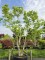 Afbeelding Zevenzonenboom - Heptacodium miconioides