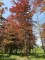 Afbeelding Rode beuk - Fagus sylvatica 'Atropunicea'