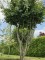 Afbeelding Perzisch IJzerhout - Parrotia persica
