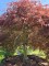 Afbeelding Japanse esdoorn - Acer palmatum 'Garnet'