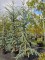 Afbeelding Blauwe atlasceder - Cedrus libani 'Glauca'