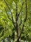 Afbeelding opgaand groeiende lijsterbes - Sorbus aucuparia 'Wettra'
