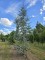 Afbeelding Blauwe ceder - Cedrus libani 'Glauca'