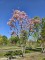 Afbeelding Sierappel - Malus floribunda